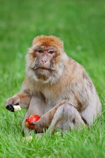 Barbary macaque or magot (Macaca sylvanus), female sits in a meadow and eats an apple, found in