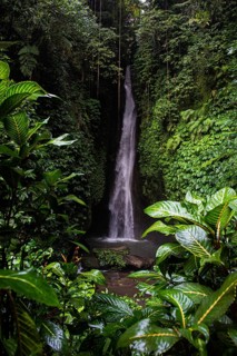 View of Leke Leke Waterfall tumbling through lush tropical forest, Bali, Indonesia