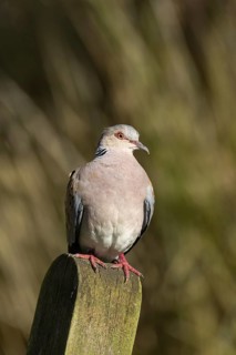 European turtle dove (Streptopelia turtur) adult bird on a fence post, England, United Kingdom