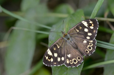 Leaf butterfly, pararge aegeria, speckled wood, forest board game, butterfly, insects, butterflies,