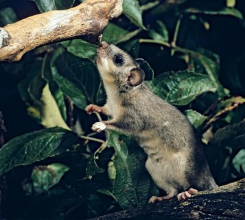 Edible dormouse, fat dormouse, glis glis, rodents, rodentia, dormouse, bilche, bolt, dormice,