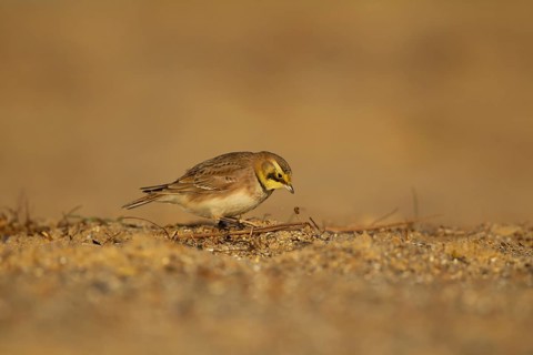 Shore lark or Horned lark (Eremophila alpestris) adult bird on a beach, Suffolk, England, United