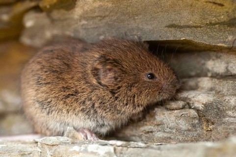 Earth mouse, field vole, microtus agrestis, rodents, Norway, rodentia, short-tailed vole, varanger,