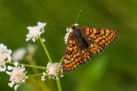 Bite-check moth, abbise-tick moth, euphydryas aurinia, eurodryas aurinia, golden cheekmoth, marsh