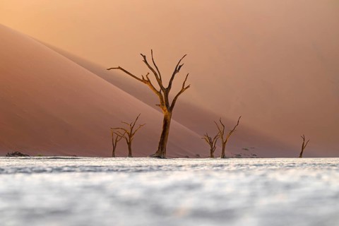 Red sand dunes and white salt pan with dead trees, Dead Vlei, Namib Desert, Namib Naukluft Park,