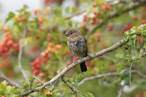 Eurasian bullfinch (Pyrrhula pyrrhula) juvenile bird in a hedgerow with red berries in summer,