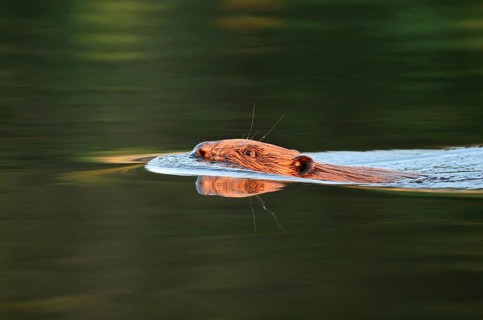 European beaver (Castor fiber), swimming, North Rhine-Westphalia, Germany