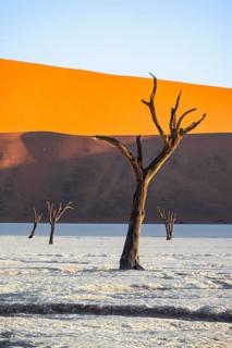 Dead camel thorn trees (Vachellia erioloba), red sand dunes, white salt pan, Dead Vlei, Sossusvlei,