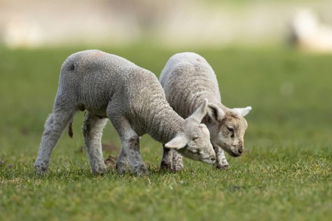 Domestic sheep (Ovis aries) two juvenile baby lamb farm animals in a grass field in spring,