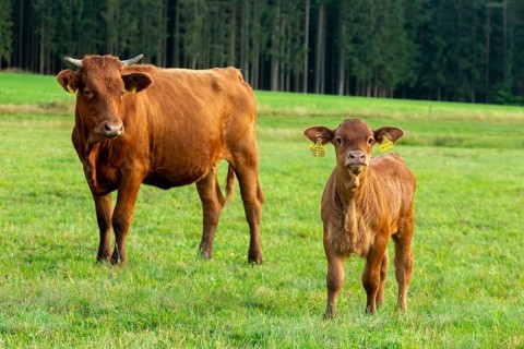 Artiodactyla, Bavaria, Bos Taurus sspec.5, cattle, even-toed ungulate, Höhenvieh, Upper Palatinate,