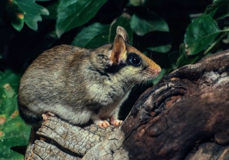 Eliomys quercinus, garden sleepers, rodents, rodentia, bilche, dormice, dormouse, mammals, rodents,