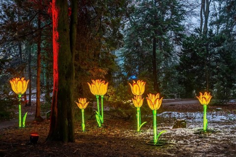 Park lights, events in winter, in the Grugapark in Essen, many different light installations,
