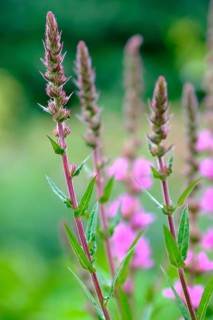 Purple loosestrife (Lythrum salicaria), Germany