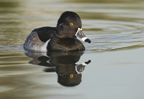 Ring-necked Duck (Aythya collaris) male, Arizona, USA