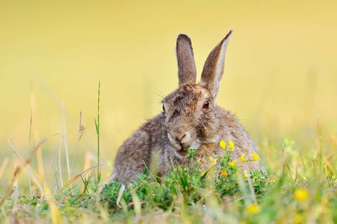 A wild rabbit (Oryctolagus cuniculus) is sitting in a meadow eating, North Rhine-Westphalia,