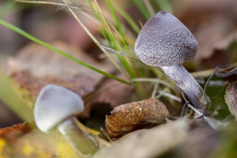 Cortinarius flexipes, scented girdle foot, geranium girdle foot, pelargonium webcap, pelargonium