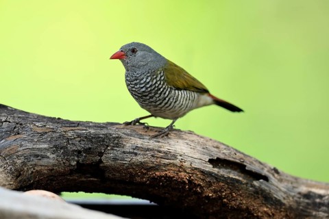 Colourfulastrid (Pytilia melba), adult, female, perched on a tree trunk, alert, Kruger National