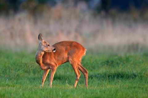 Animals Mammal deer, Capreaolus capreaolus, Germany