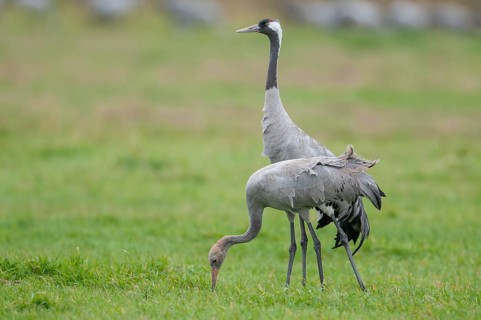A crane (Grus grus) in a meadow, Groß Mohrdorf, Lower Saxony, Germany