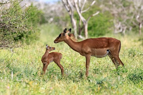 Black-heeled antelope (Aepyceros melampus), impala, adult, female, calf, mother with calf, alert,