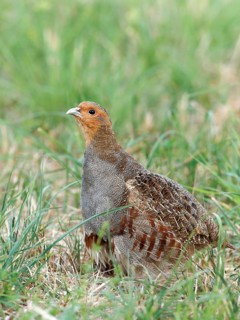 Partridge (Perdix perdix) in a meadow, Solms, Hesse, Germany