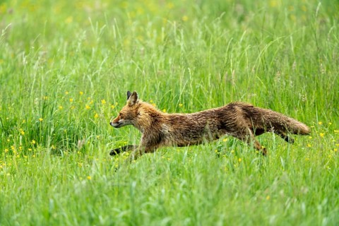 Red fox (Vulpes vulpes), fleeing, Vulkaneifel, Rhineland-Palatinate, Germany