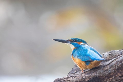 Kingfisher (Alcedo atthis) ml Germany