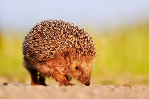 Brown-breasted hedgehog or Western European hedgehog (Erinaceus europaeus), North Rhine-Westphalia,