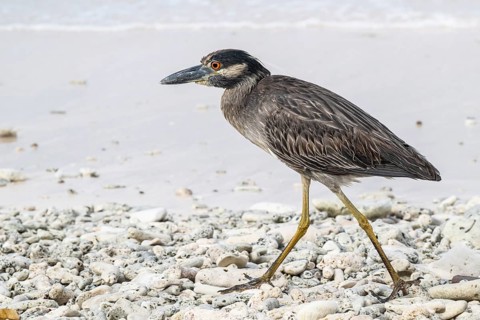 Crab Heron (Nyctanassa violacea), Playa Kalki, Curacao