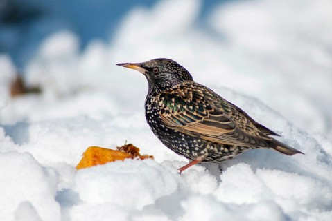 Starling, Sturnus vulgaris, birds, passeri, songbirds, songbirds, birds, winter