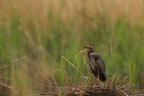 A heron on its nest in the reeds, crouched, Purple Heron (Ardea purpurea), in its nest,