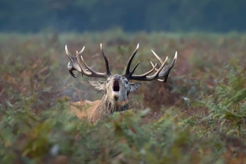 Red deer (Cervus elaphus) adult male stag animal roaring during the rutting season in bracken,