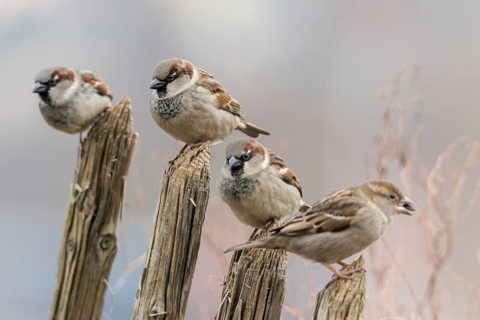 House sparrow, passeri, songbirds, sparrow, birds, female, garden fence, male, passeri, songbirds,