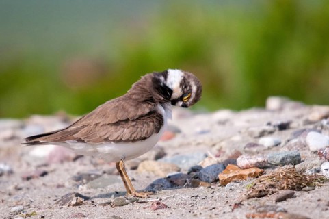 Charadrius dubius, plover, little ringed plover, birds, charadriiformes, limikolen, plower, plover,