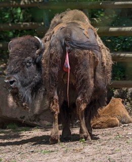 American Bison with a calf (Bos bison bison), still with the afterbirth, shortly after the calf's