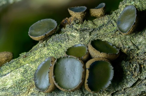 Black stud fungus, blood lava cup, Bulgaria inquinans, sequential decomposer, common dirt cup, lava