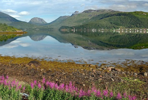 Mountain lake with a clear reflection of mountains and sky, surrounded by blooming flowers and