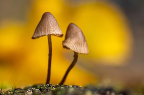 Nitrous Bonnet (Mycena leptocephala), Aviemore, Scotland, United Kingdom