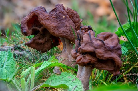 Bishop's cap, bishop's cap lornel, gyromitra infula, cap lornel, saddle-shaped false morel, elf