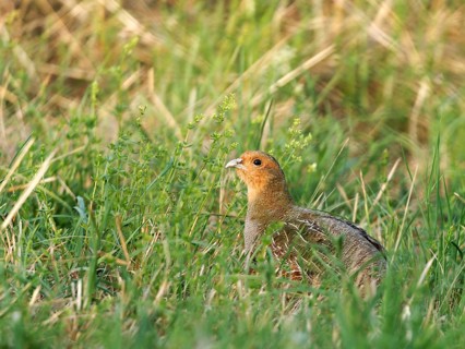 Partridge (Perdix perdix) in a meadow, Solms, Hesse, Germany