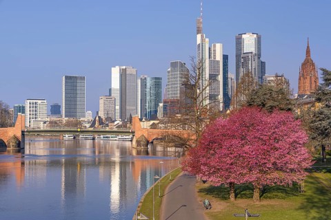 The ornamental cherries on the banks of the Main in Frankfurt start to bloom at spring arrival,