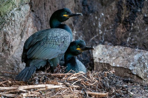Common Shag, European Shag, Gulosus Aristotelis, Crow Shard, Norway, Phalacrocorax Aristotelis,