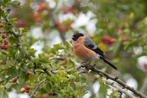 Eurasian bullfinch (Pyrrhula pyrrhula) adult male bird in a hawthorn tree in a hedgerow with red