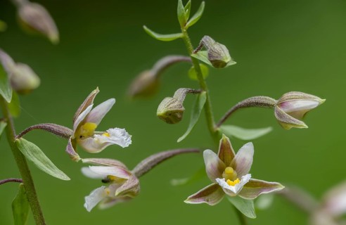 Common marsh root, epipactis palustris, orchidaceae, orchids, orchid family, swamp sitter, marsh