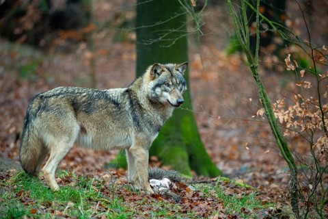 Wolf (Canis lupus), Neuhaus, Lower Saxony, Germany