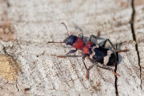 Ant beetle, checkered ant beetle, thanasimus formicarius, beetle, coleoptera, insects, beetles