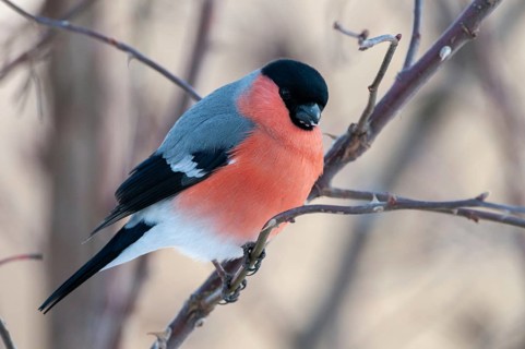 Bullfinch, Bullfinch, Pyrrhula Pyrrhula, Birds, Bullfinch, Passeri, Songbirds, Birds