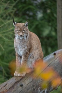 One Eurasian lynx, (Lynx lynx), sitting on fallen dead tree with a green natural background and