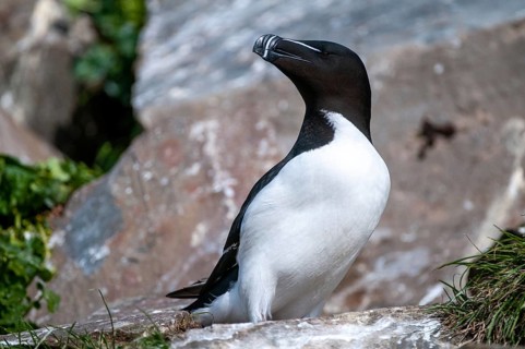 Alca Torda, Norway, Razorbill, Tordalk, Varanger, Alcidae, Alkenvögel, Birds, Lesser Auk,