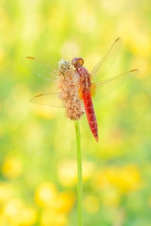 Red-eyed damselfly (Crocothemis erythraea), male, North Rhine-Westphalia, Germany